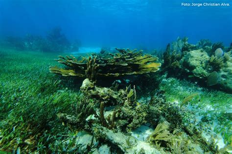 Arrecifes De Coral De Isla Mujeres Y Cancún Centinelas Del Caribe