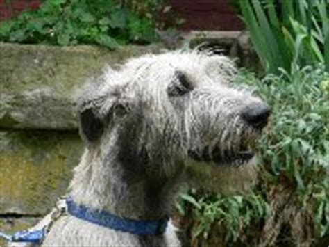 Download A to Z Kids Stuff | Irish Wolfhound History and Facts