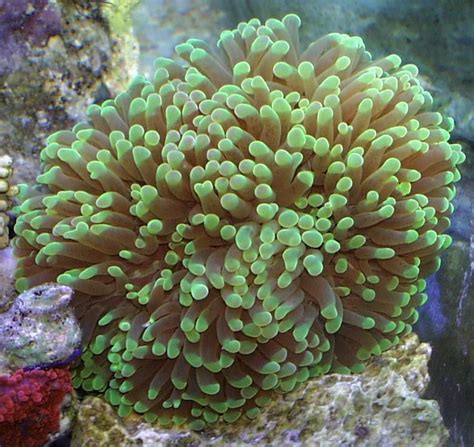 These fish should be used as bait, because the other fish will love it! Torch Coral (Euphyllia glabrescens) | Saltwater aquarium ...