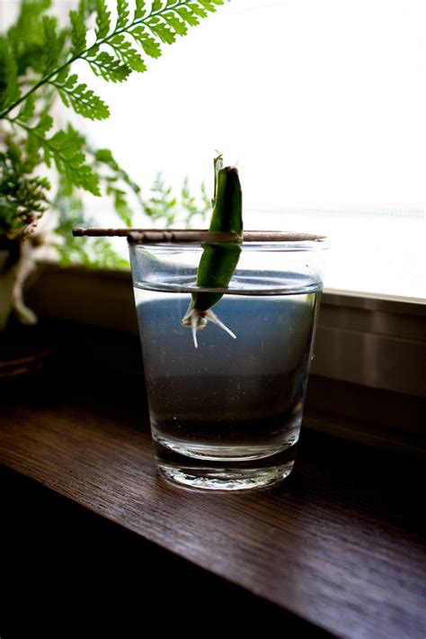 Feed monthly during regular watering from late winter to late summer. 2009-10-25 Christmas Cactus | I don't quite recall when I ...