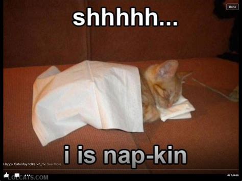 The Naptoo Cute Funny Cat Pictures Cats Funny Animals