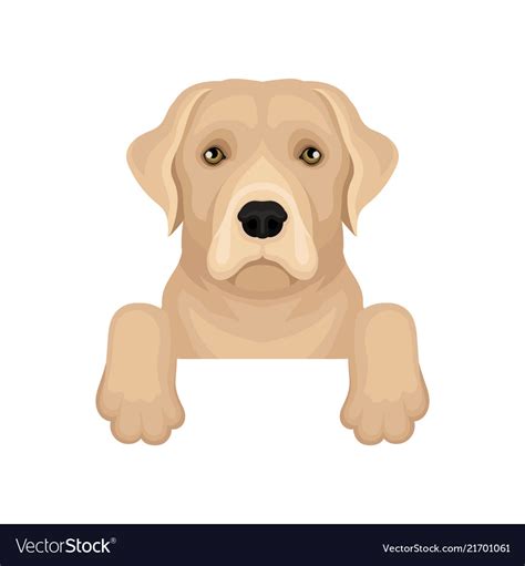 Labrador Retriever Hanging On Border Friendly Dog Vector Image