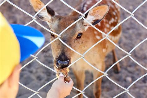Boy Feeds Deer In The Zoo In The Summer Stock Photo Image Of Deer