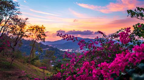 Pink Bougainvillea Flowers With Landscape View Of Mountains Hd Spring