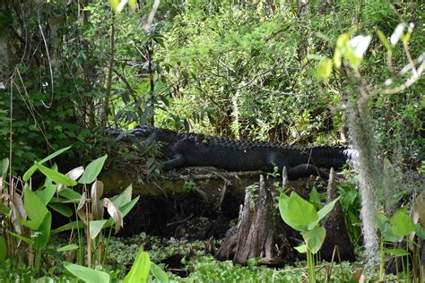 7 Best Spots To See Wild Alligators In Florida Florida Beyond
