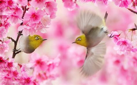 Birds Fuyi Chen Wings Pasare Spring Blossom Bird Flower Pink