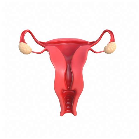 Female Reproductive System 3d Model Animated Cgtrader