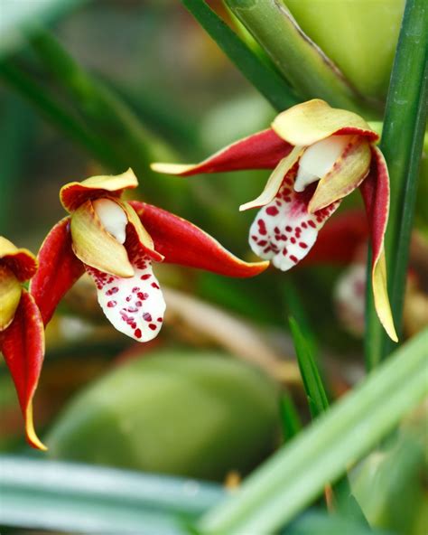 22 Types Of Orchids For Gardeners Of Every Skill Level Types Of