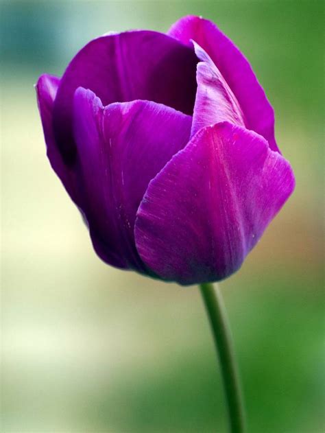 Purple Tulip Flower Photography By Pixie Copley Lrps Saatchi Art