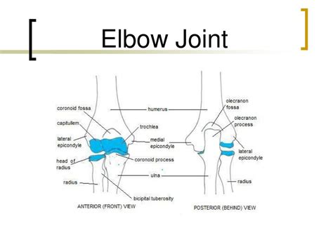 Elbow Joint Ligament Anatomy