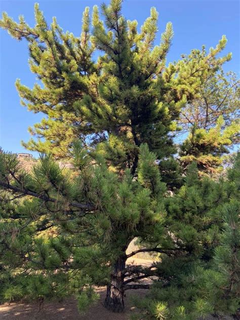 Prescott Arizona Ponderosa Pine Tree