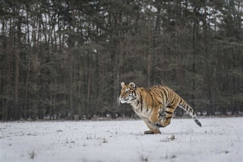 Young Siberian Tiger Hunting In Snow Stockphoto