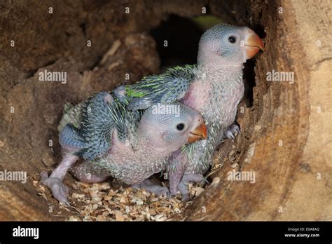 Ring Necked Parakeet Chick Hi Res Stock Photography And Images Alamy
