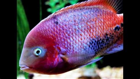 Canon Sl2 Vieja Melanurus Redhead Cichlid Silver Dollar Aquarium Fish