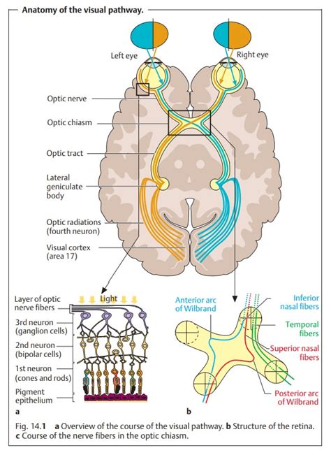 Visual Pathway