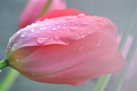 Wallpaper Flowers Tulips Rain Pink Spring Lotus Daisy Fresh