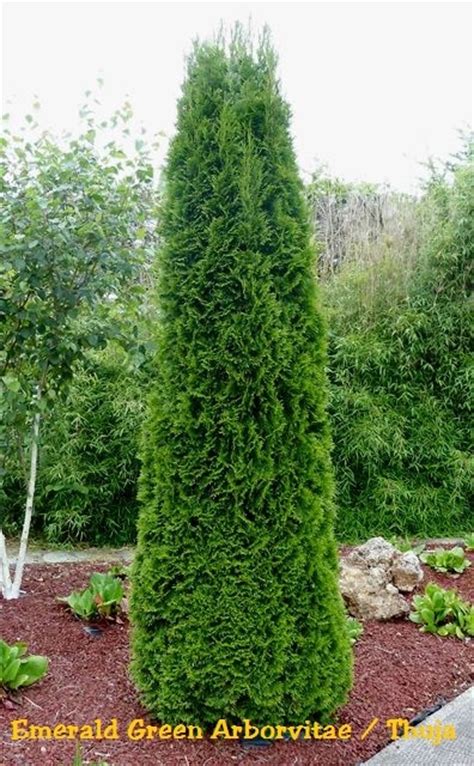 Growing emerald green arborvitae is a popular option to help you screen your home from prying eyes. Emerald Green Arborvitae/Thuja