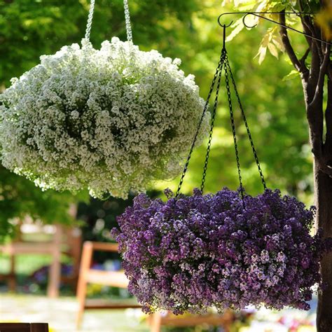 20 Gorgeous Fall Hanging Basket Ideas Hgtv