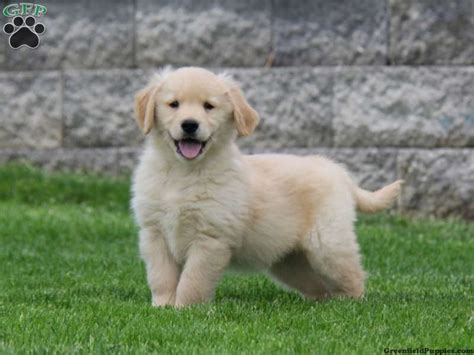 This is the same mating as before which produced 7 stunning dark golden retrievers. Golden Retriever Puppies For Sale