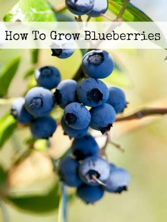 See full list on wikihow.com How To Grow Blueberries | Moms Need To Know