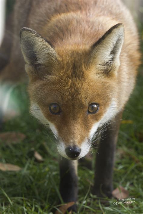 See actions taken by the people who manage and post content. Urban Fox | Bex Hudson Photography