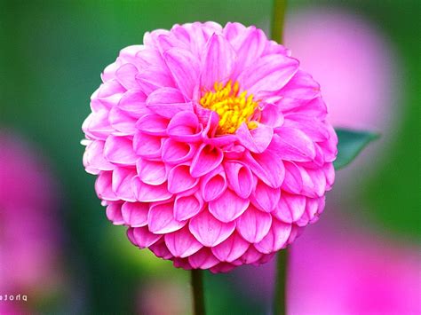 Bunga tercantik di dunia yang jarang didedahkan ini membuktikan bahawa khazanah alam di bumi ini sangat indah dan cantik. bunga tercantik seluruh dunia | sambalgayo