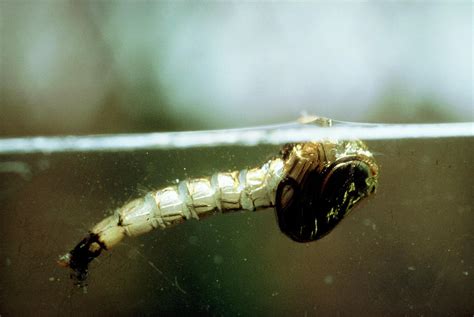 Mosquito Adult Emerging Photograph By Martin Dohrnscience Photo