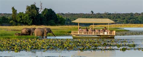 Chobe Safari Why Travel To Chobe National Park