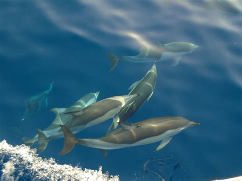 Short Beaked Common Dolphin Blue World Institute