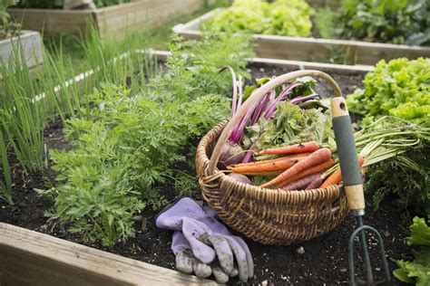 learn how to grow veggies fruits and herbs in your backyard