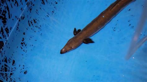 Adored And Endangered The Complex World Of The Japanese Eel