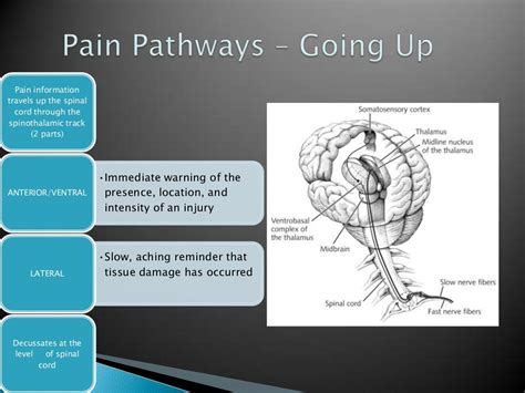 Anatomy Of Pain Pathway