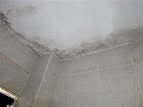It can grow and proliferate and make building occupants sick without ever being seen, and dramatically reduce indoor air quality (iaq). Kill Black Mould - How to Clean Mould & Stop Mould Growing