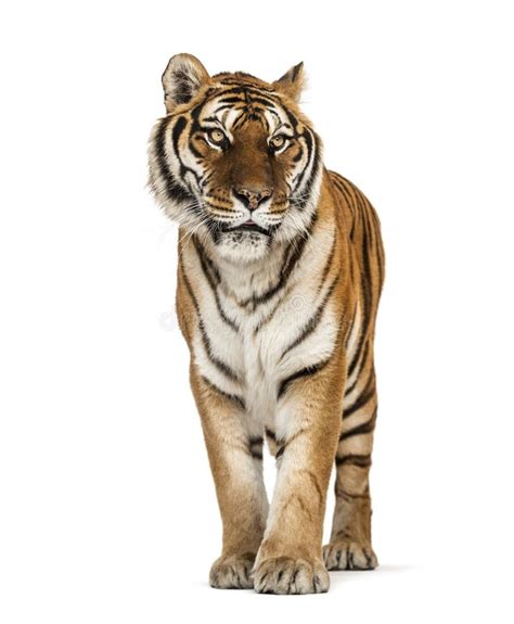 Tiger Standing Up Stock Image Image Of Whisker Animals 2238223
