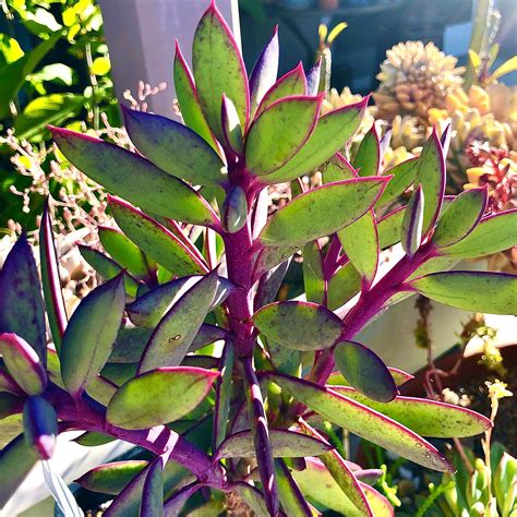 Succulent Purple Plant Leaves Succulents Cactus Garden