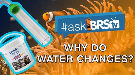 Why Should I Do Water Changes Askbrstv Youtube