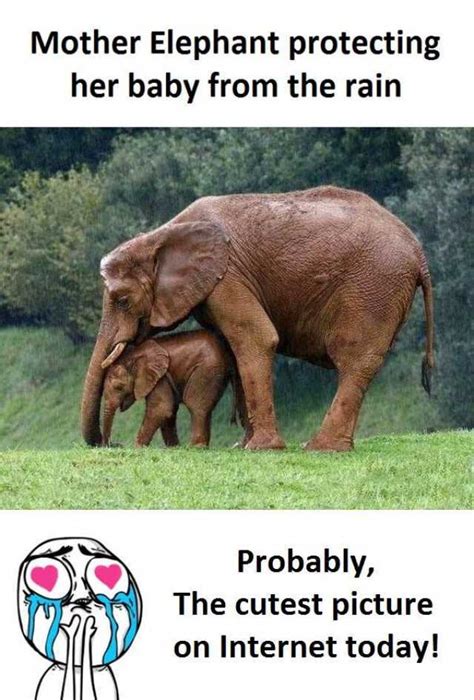 Memes Mother Elephant Protecting Her Baby