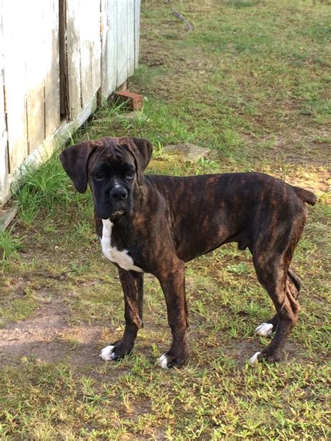 Plain Reverse Brindle Roll Call Page 3 Boxer Forum Boxer Breed