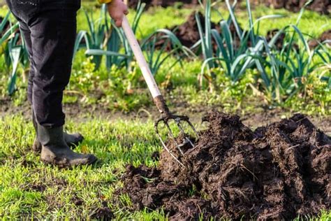 How much should you use in your garden? Which Vegetables Do Not Like Manure? Helpful Organic ...