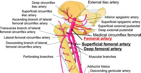 Femoral Artery Branches