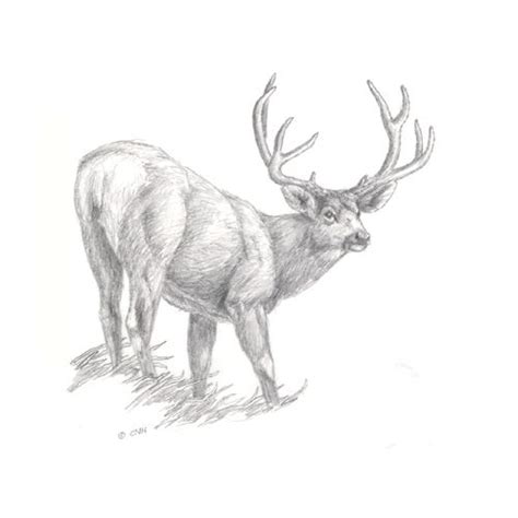 Mule Deer Deer Drawing Hunting Drawings Drawings