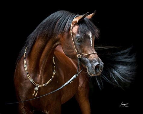 Pimlico Rca Egyptian Arabians Arabians Ltd Horses Arabian Horse