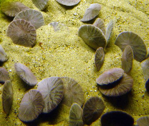 Sand Dollars Dendraster Excentricus Media Library Integration And