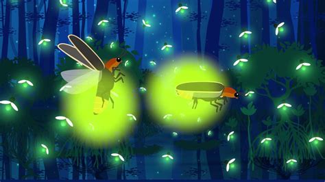 Fireflies Educational Video How And Why Do Fireflies Glow Life