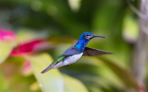 Select from 16,362 premium birds flying of the highest quality. hummingbird, Flying, Bird Wallpapers HD / Desktop and ...