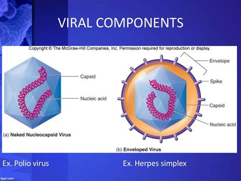 Virus Viroids And Prions