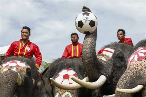 Viewfinder Elephants Celebrate The World Cup In Thailand Pacific