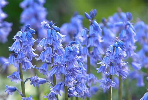 How To Grow And Care For Spanish Bluebells