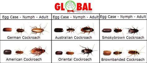 Cockroaches Global Pest Solutions