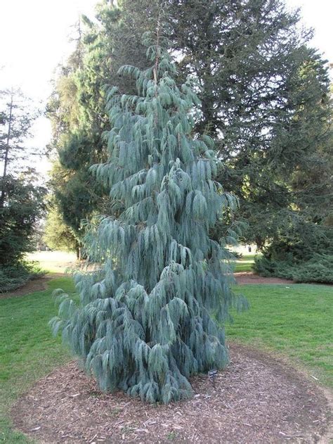 Jun 03, 2021 · named for its distinctive flowers, this evergreen has bright red flower spikes that are reminiscent of a bottle washer. Kashmir Cypress, Cupressus cashmeriana, Tree Seeds ...